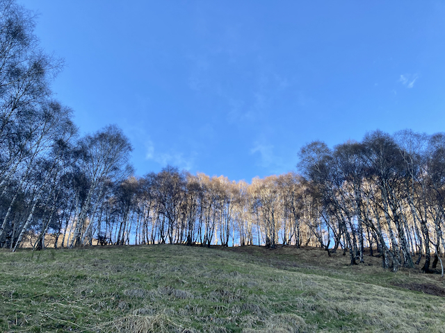 A short written description about the image. Very good for accessibility, AL machine learning and search engine optimisation.